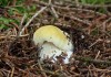 hřib smrkový citronový (Houby), Boletus edulis f. citrinus (Fungi)